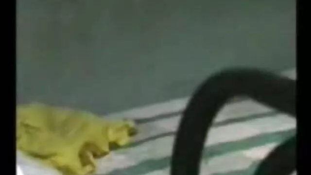 বড়ো মাই, দুর্দশা, বড়ো videoxxx বাংলা মাই, গ্রুপ