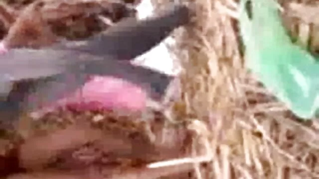ধর্ষণ, বাংলা বিডিও xxx বড় সুন্দরী মহিলা